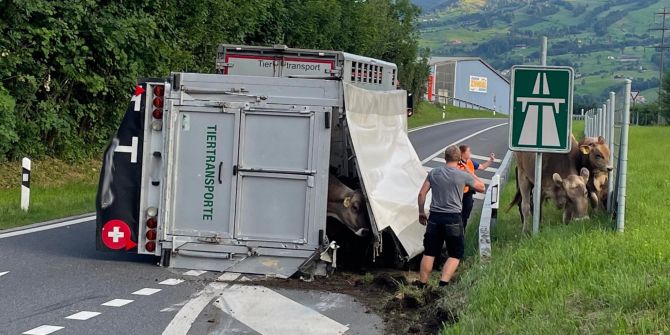 Seewen SZ: Sachschaden bei Unfall mit Tiertransporter