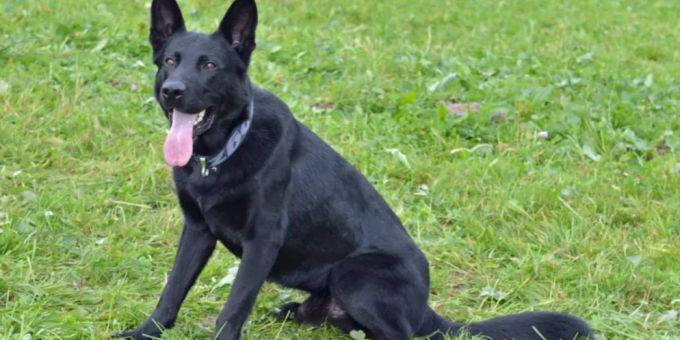Polizeihunde «Ivo» und «Dodge» stellen zwei Diebe.