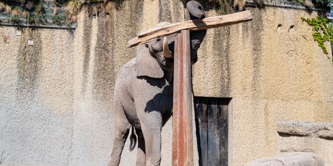 Elefant «Tusker» sorgte für Staunen. Elefant Tusker