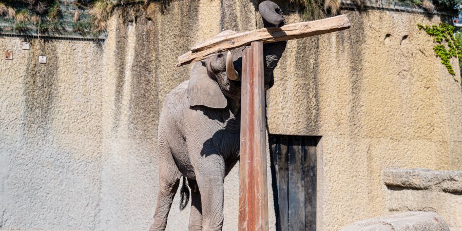 Elefant Tusker