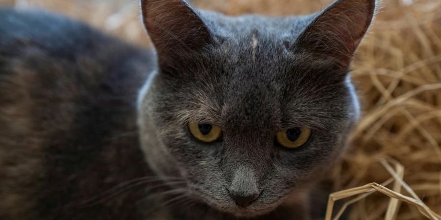 Katzen sind beliebteste Haustiere in Deutschland