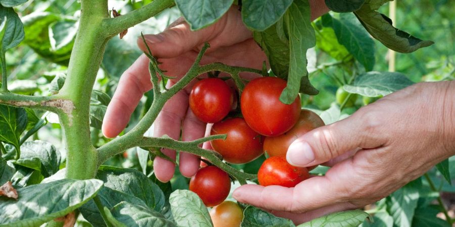 Tomaten lassen sich im Garten ebenso anbauen wie auf dem Balkon. Eines sollte man dabei jedoch nicht vergessen: Die Pflanzen sollten regelmässig gegossen werden.