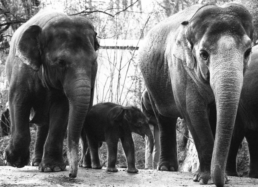 Zoo Zürich