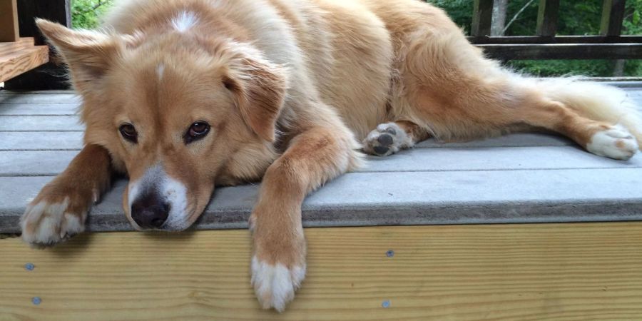 Forscher werten Daten von tausenden Hundebeseitzern aus und zeigen, dass die Rasse allein nur neun Prozent des Verhaltens der Vierbeiner erkärt.