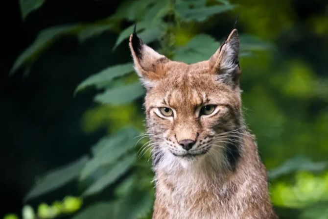 Luchs