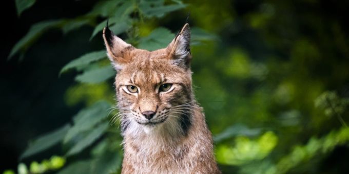 Ein Luchs im Berner Oberland wurde zum Abschuss freigegeben. (Symbolbild) Luchs