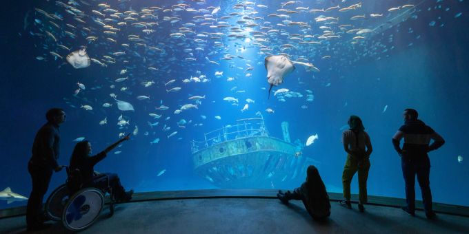 Nau Reisetipp - Ozeaneum Stralsund: Abtauchen, ohne nass zu werden