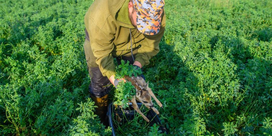 Stephan Wesche vom Verein «Wildtierretter Sachsen-Anhalt» legt ein Rehkitz in eine Box, das zuvor von einer Drohne mit Wärmebildkamera aufgespürt wurde.