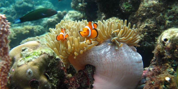 Clownfische auf einer Seeanemone. clownfisch