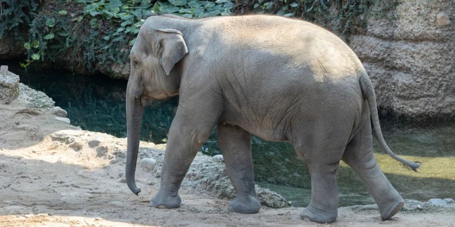 zoo zürich elefant