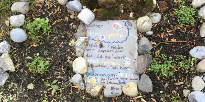 In Bern haben Kinder einen Spatz beerdigt. Er flog gegen ein Fenster. spatz