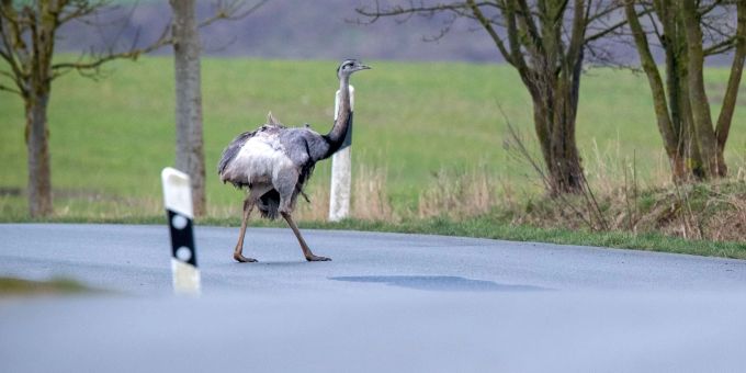 Ein Nandu spaziert über ein Strasse. Ein Nandu spaziert über ein Strasse.