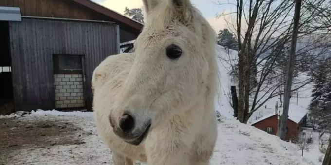 Das gestohlene Pferd Jovan wurde leblos aufgefunden. pferd jovan
