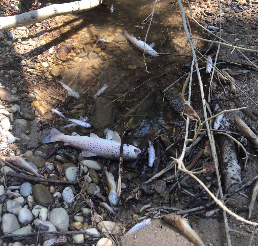 Die Hitze macht den Fischen in der Schweiz zu schaffen: Tote Fische liegen mitte Juni im ausgetrockneten Flussbett der Emme.