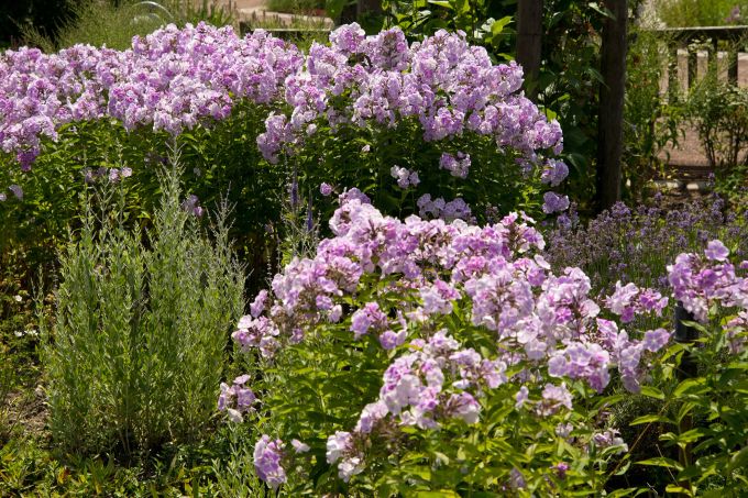 Dem Phlox (Bild: (Phlox paniculata 'Prospero') tut der Rückschnitt Ende Mai gut. Stauden Garten Blüten lavendelfarben