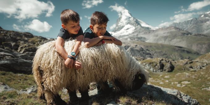 Der neue Themenweg «Meet the Sheep» ist sowohl für die kleinen als auch für die grossen Besucher ein Erlebnis. Zermatt Gornergrat Bahn