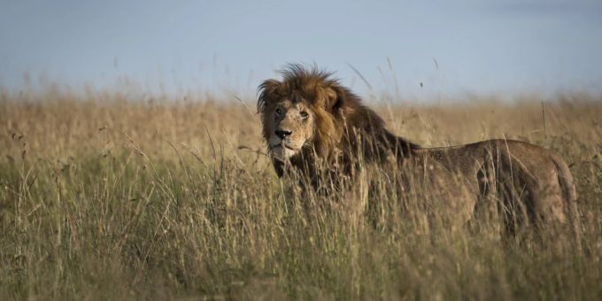 Ein Löwe in Afrika. Löwe
