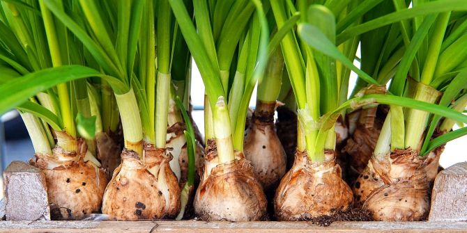 Blumenziebel Narziesse Kasten Holz