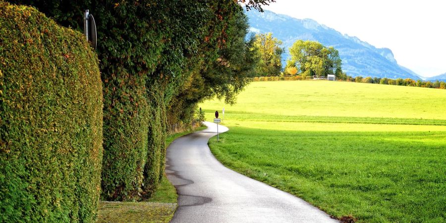 Strasse Hecke Baum Landschaft Panorama