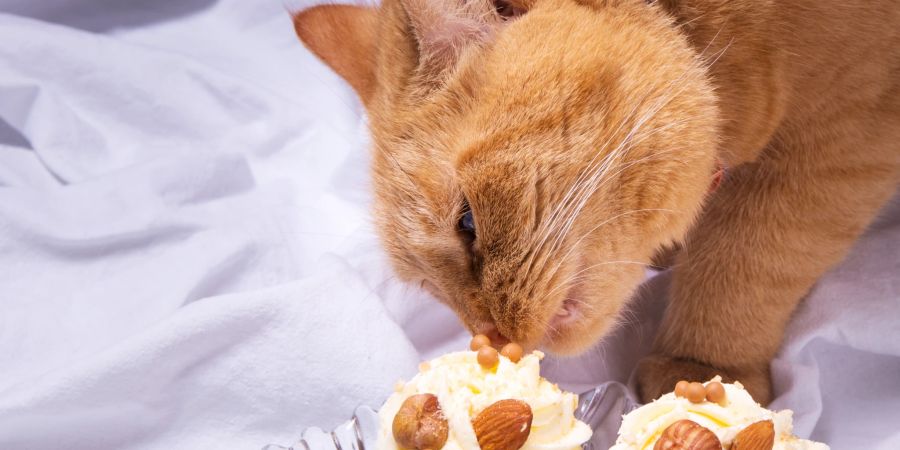 Katze schnüffelt an Cupcake