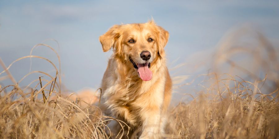 Hund läuft im Feld