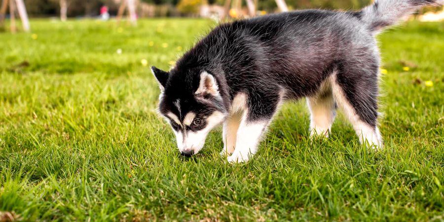 Hund im Gras