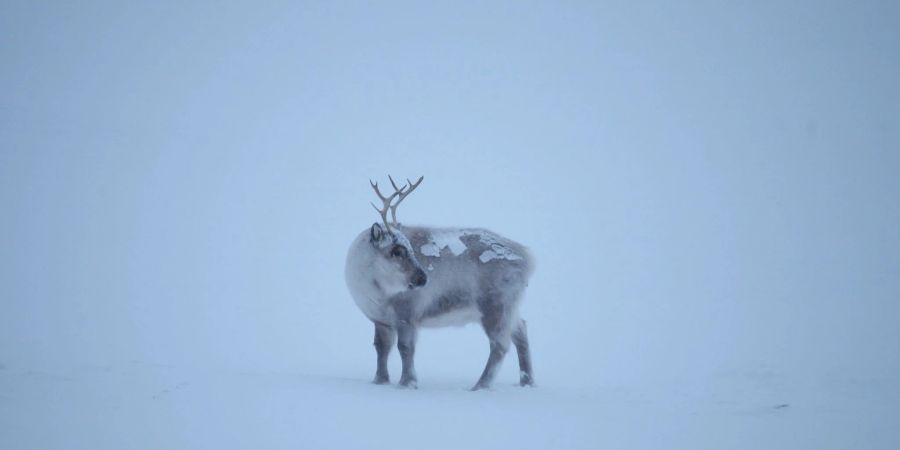 Die Klimakrise trifft die Spitzbergen-Rentiere, die als die «Gefährten des Weihnachtsmanns» gelten.