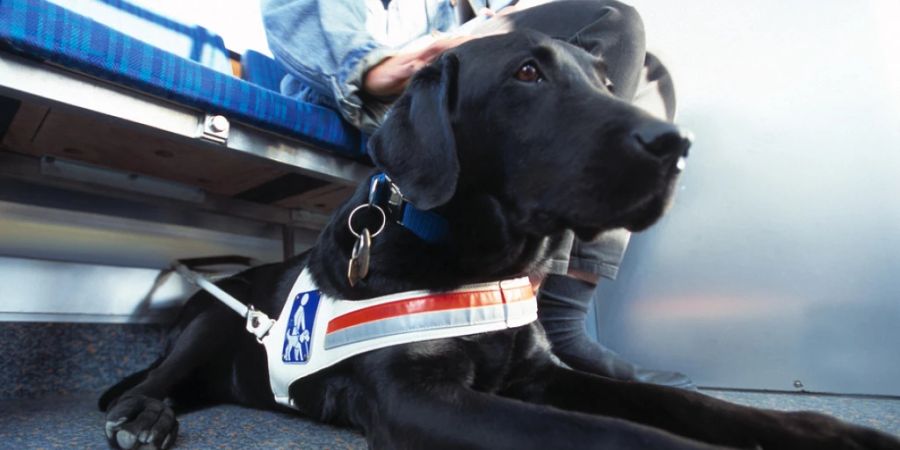 Assistenzhunde