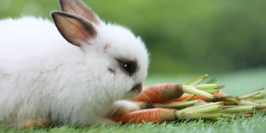 Kaninchen Hase