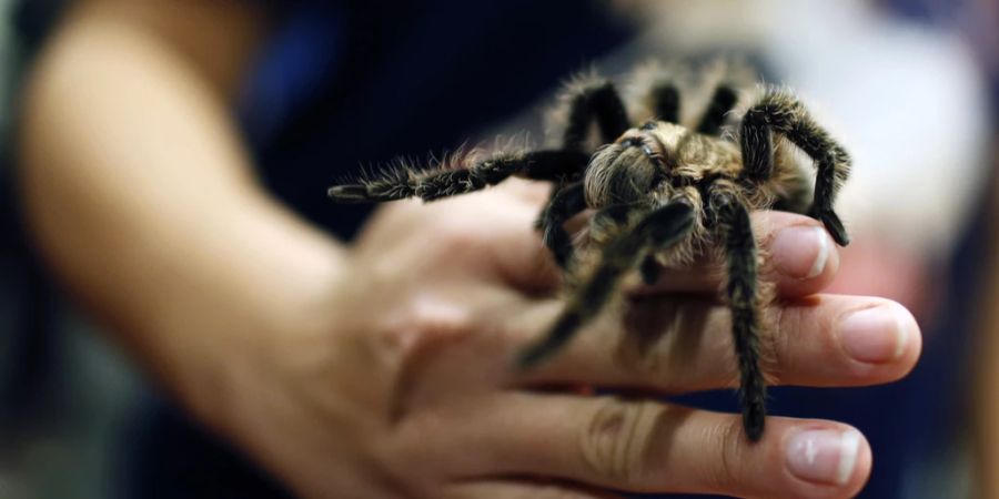 Tarantula
