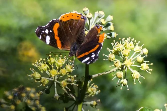 Biodiversitätsinitiative Bauern Abstimmung Landwirtschaft