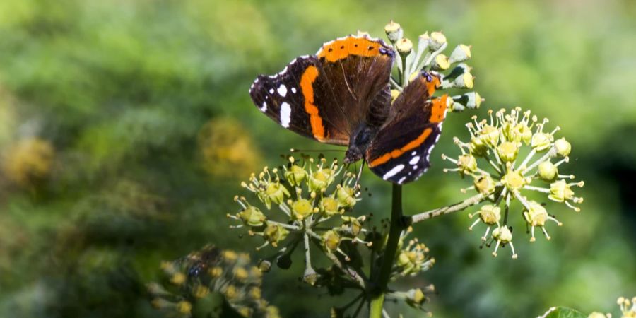 Biodiversitätsinitiative Bauern Abstimmung Landwirtschaft