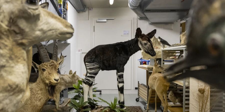 Naturhistorische Museum Base