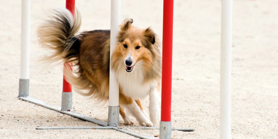 Shetland Sheepdog Hund