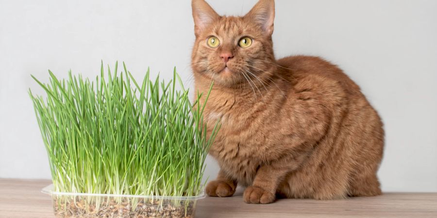 Mit einem Anzuchtset kann Katzengras sehr leicht selbst angebaut werden.