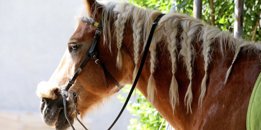 Pferd mit geflochtener Mähne