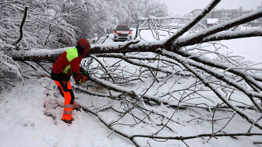 Kanton Zug: Umgestürzter Baum auf dem Zanggenrütiweg.