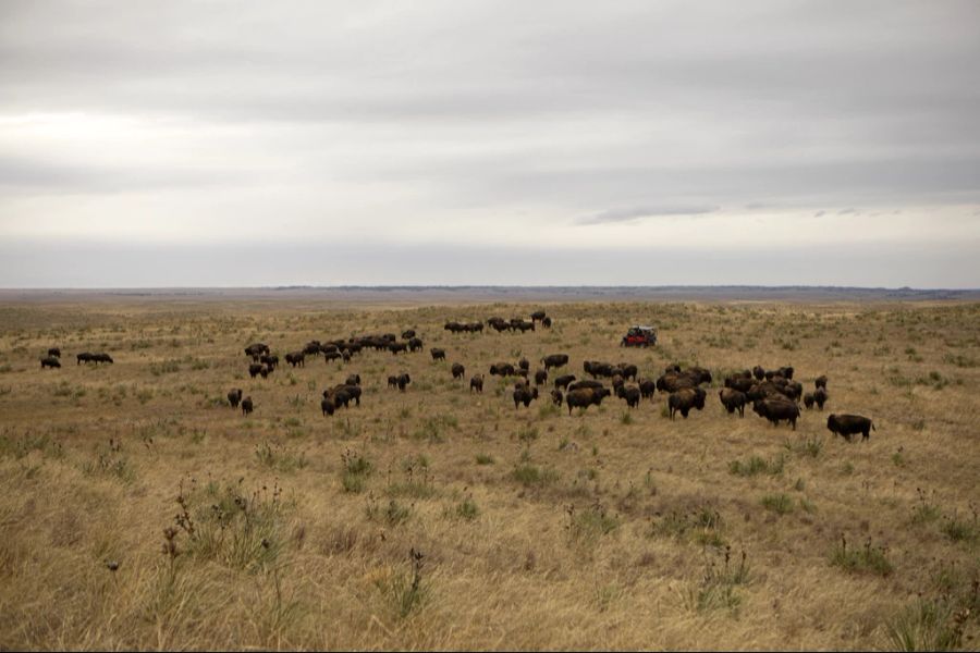 Er hatte versucht, den Bison zu streicheln. (Symbolbild)
