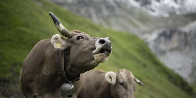Der Bundesrat will der Landwirtschaft wegen knapper Finanzen in den Jahren 2026 bis 2029 weniger Geld zur Verfügung stellen als derzeit. (Archivbild) landwirtschaft politik budget