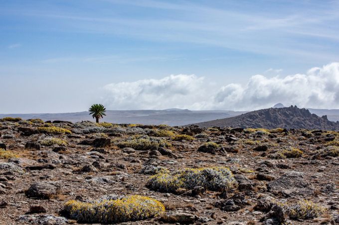 Der Bale Mountains National Park ist für seine Artenvielfalt bekannt. Bale Mountains