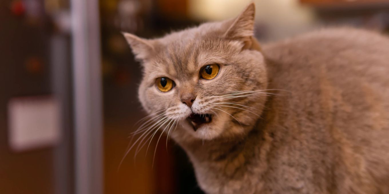 Katze miaut nachts So hört sie auf Nau Tiere