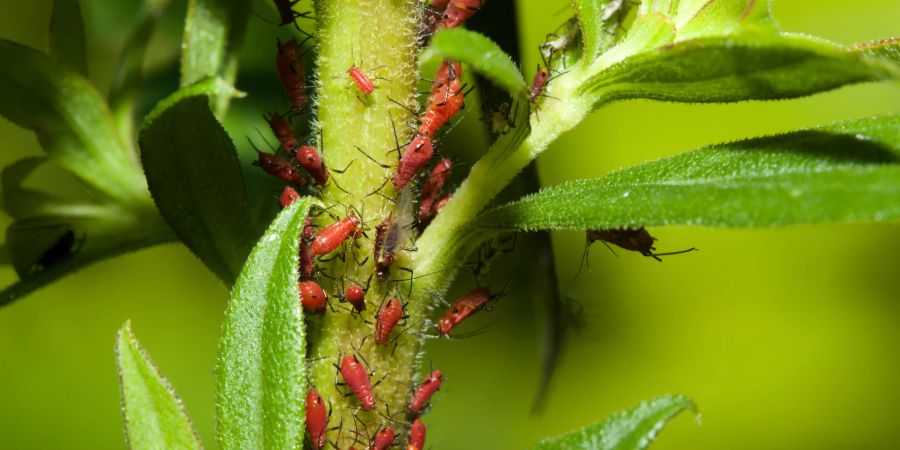 Auch das Risiko für Schädlingsbefall sinkt mit einer späteren Pflanzzeit.
