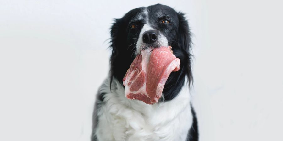 Hund rohes Fleisch