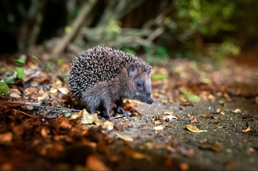 So werden die Tiere aufgeschreckt oder können gar getötet werden. (Archivbild)