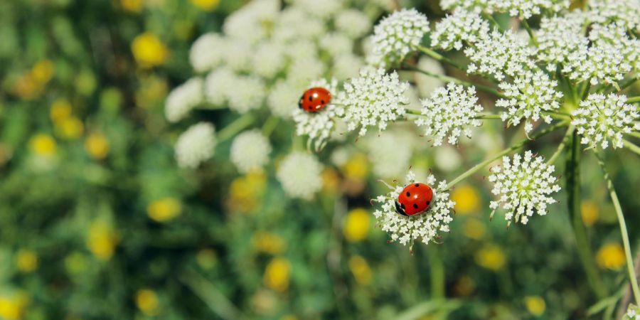 Marienkäfer auf Blüte