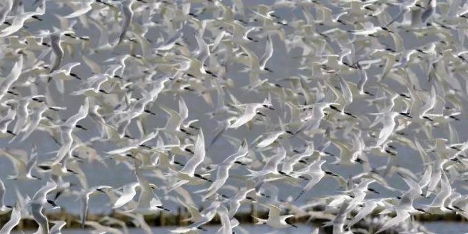Die stark bedrohte Brandseeschwalbe findet im Wattenmeer immer weniger Lebensraum. zugvögel