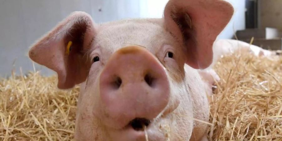 Rund 260.000 Tonnen Schweinefleisch sollen in Deutschland aktuell auf Lager sein. Foto: Marijan Murat/dpa