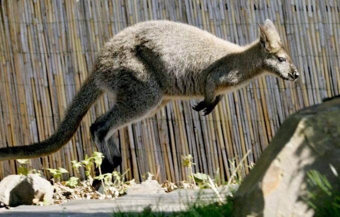 Eigentlich dürfen Kängurus in der Schweiz und Deutschland nur in Gehegen gehalten werden. (Symbolbild) Känguru