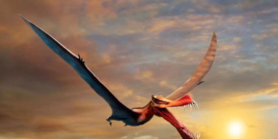 Künstlerische Darstellung des «Thapunngaka shawi». Forscher der University of Queensland haben einen Flugsaurier entdeckt, der vor Millionen Jahren den Fünften Kontinent bevölkerte und eine Flügelspannweite von bis zu sieben Metern hatte. Foto: Adobe stock/University of Queensland/dpa