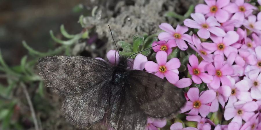 Schmetterlingsforscher befürchteten, dass die Art «Wehrlis Gletscherspanner» in Südtirol verschwunden ist. Nun wurden sie aber fündig. (Pressebild)